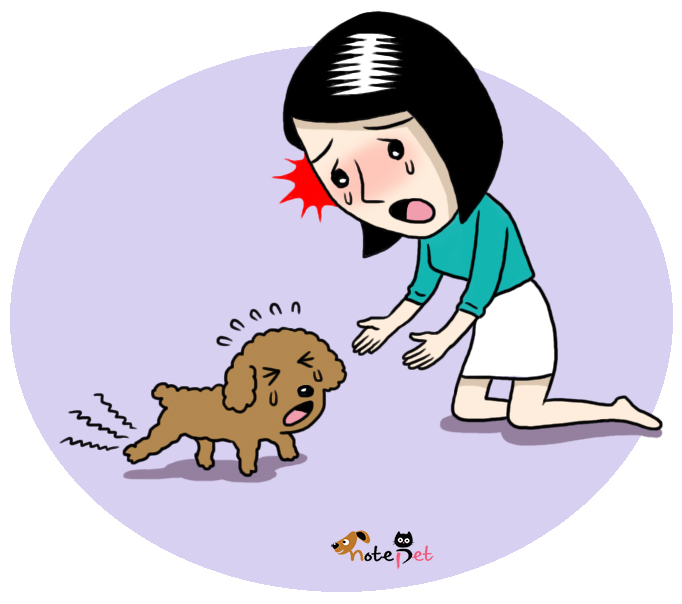 노트펫