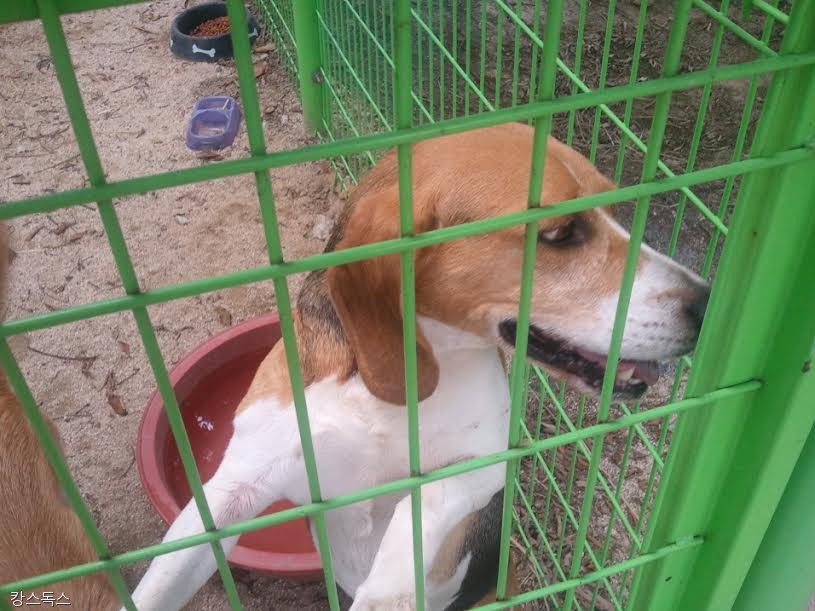 노트펫