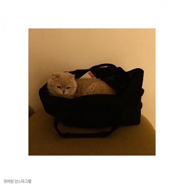 노트펫