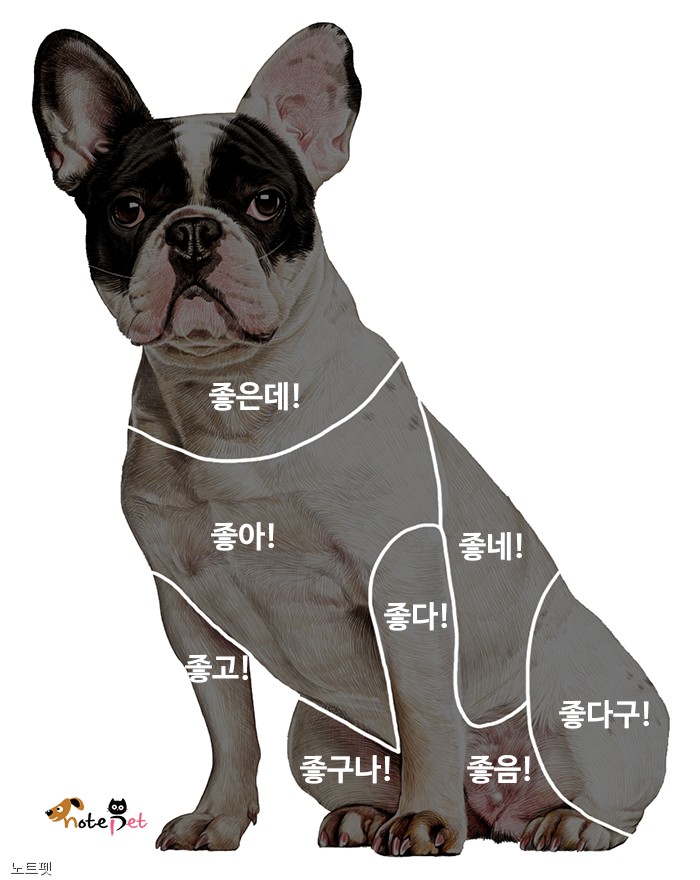 노트펫