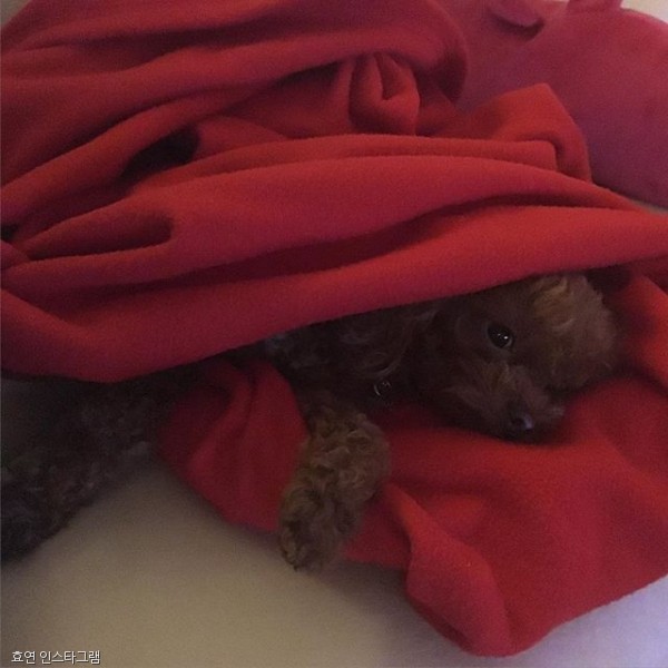 노트펫