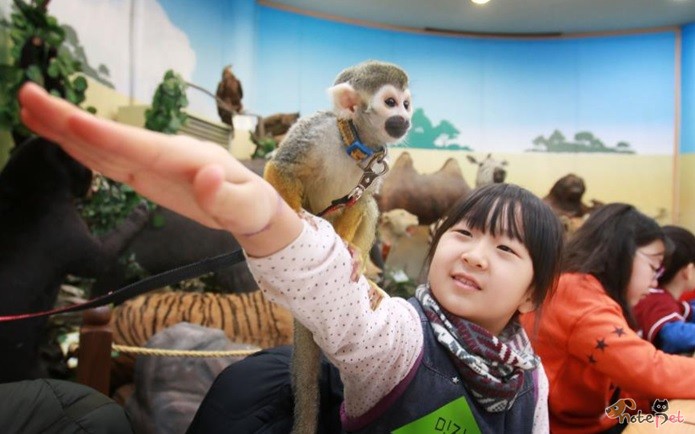 노트펫