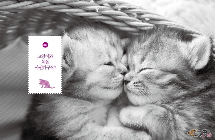 노트펫