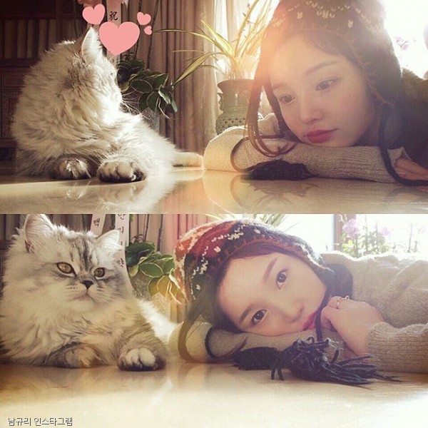 노트펫