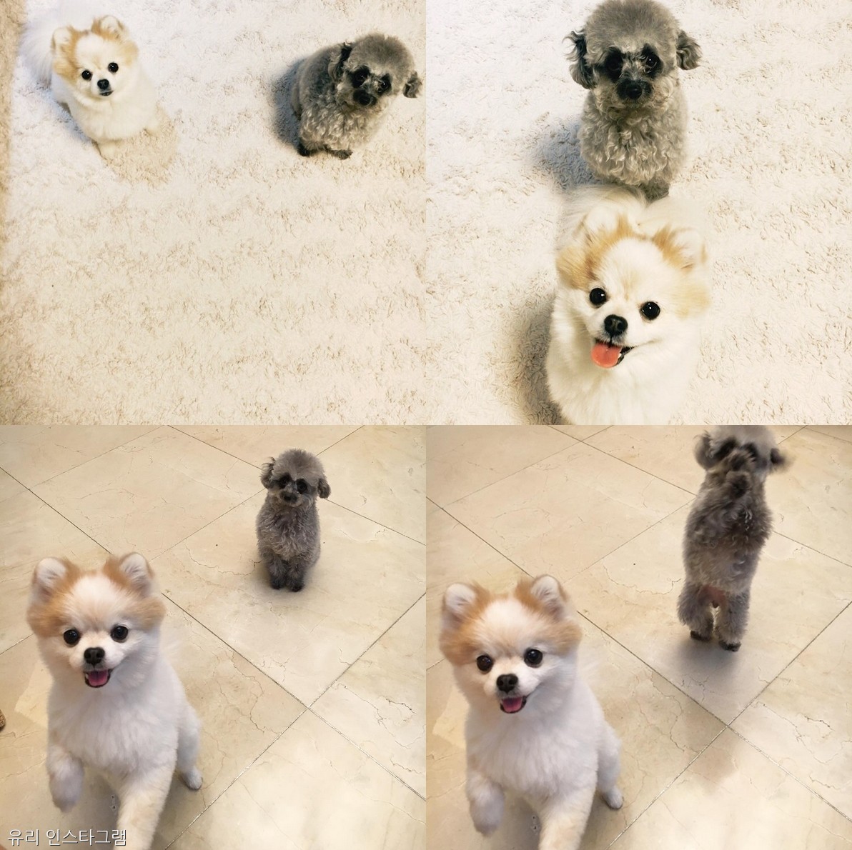 노트펫