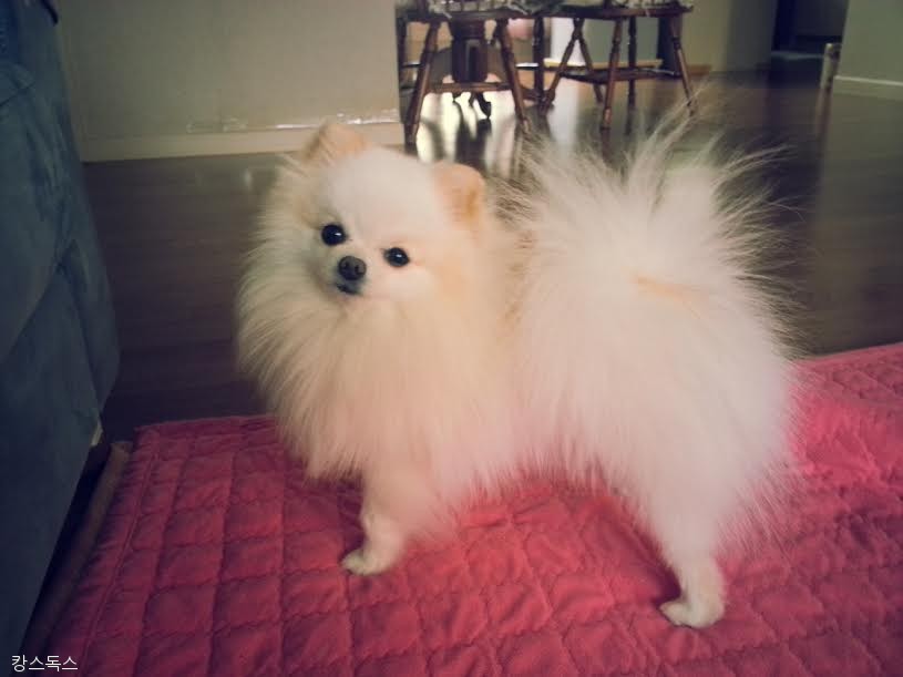 노트펫