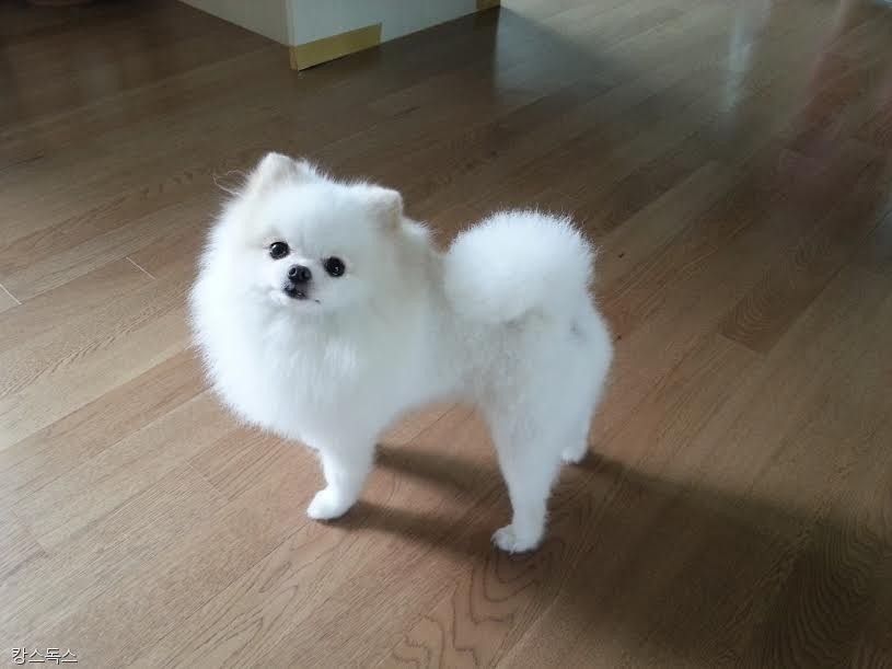 노트펫