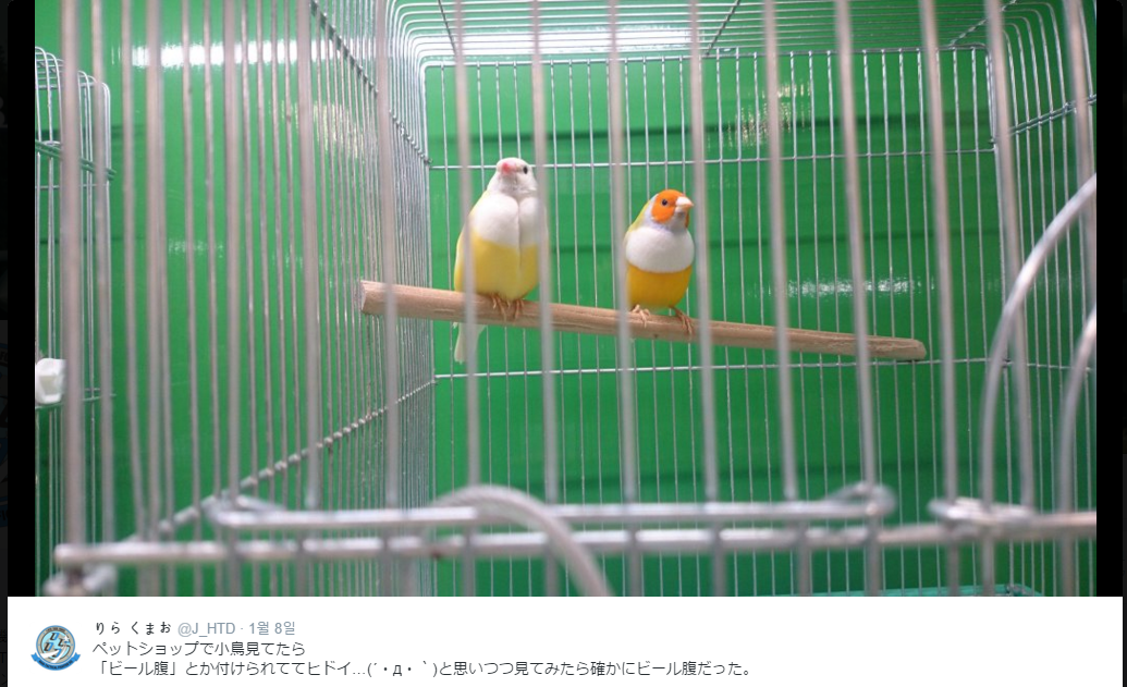 노트펫