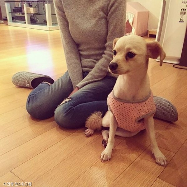 노트펫