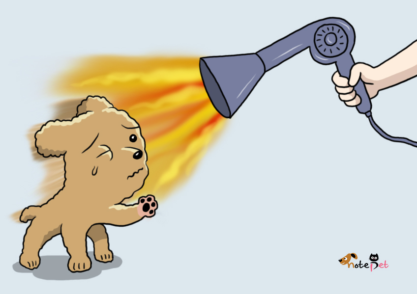 노트펫