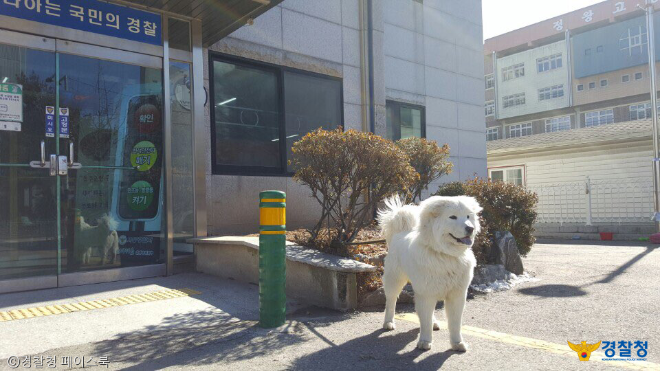 노트펫