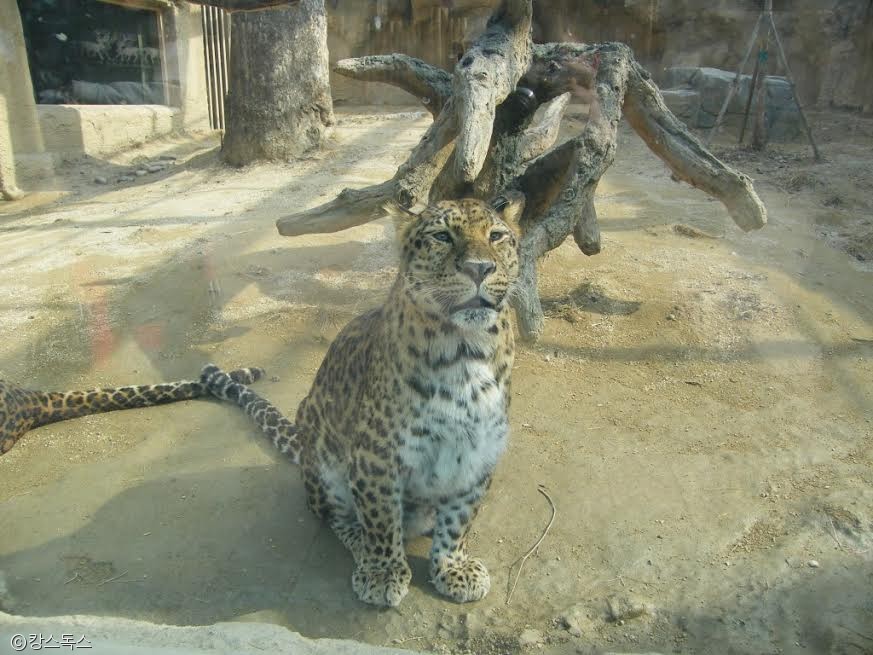 노트펫