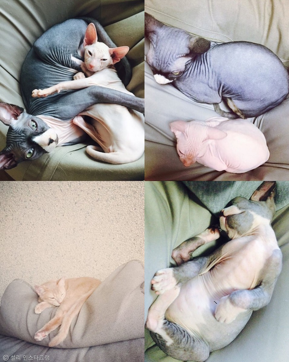 노트펫