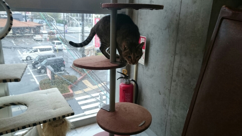 노트펫