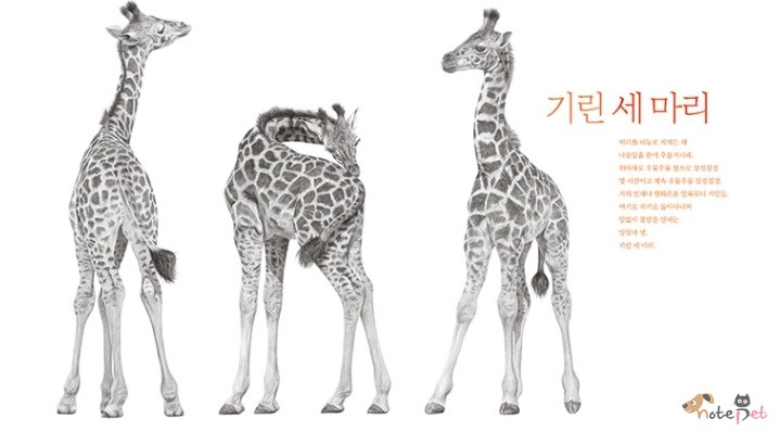 노트펫