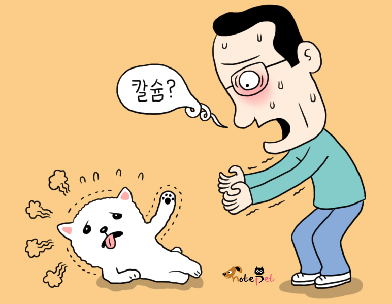 노트펫
