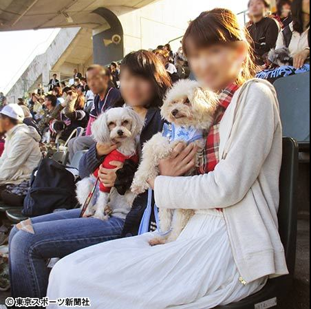 노트펫