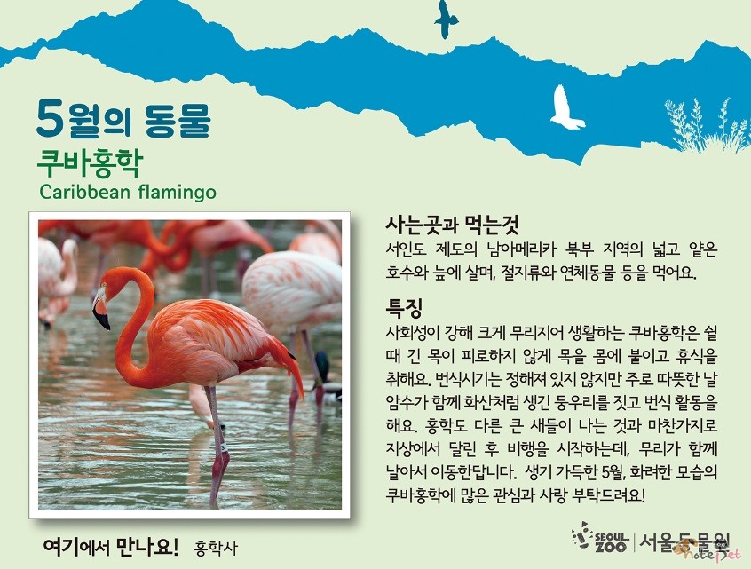 노트펫