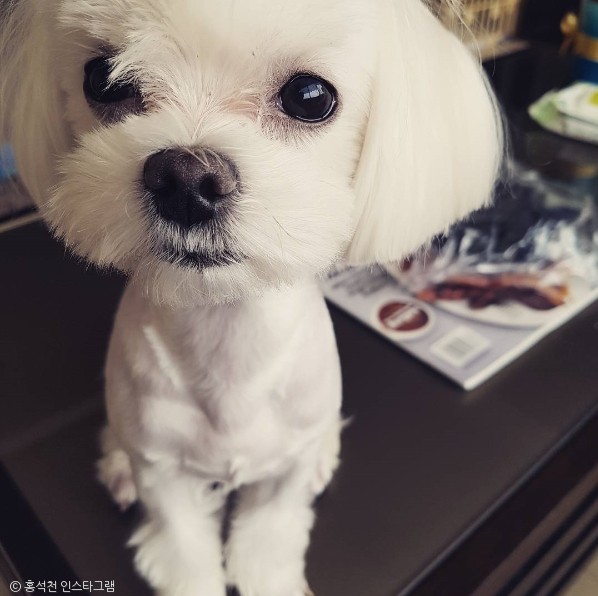 노트펫