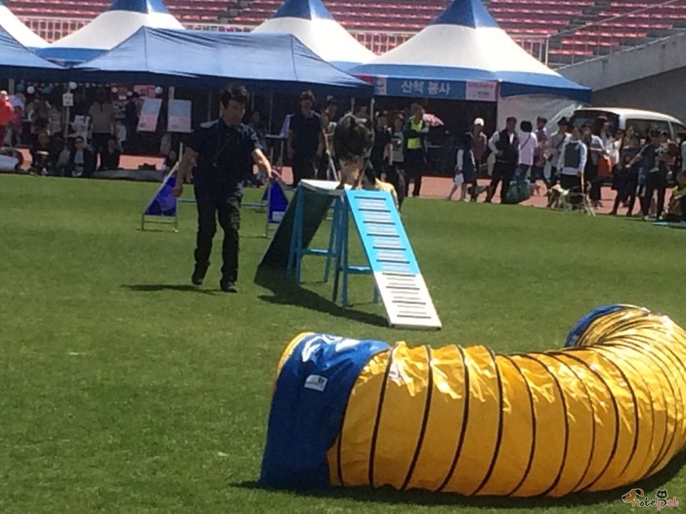 노트펫