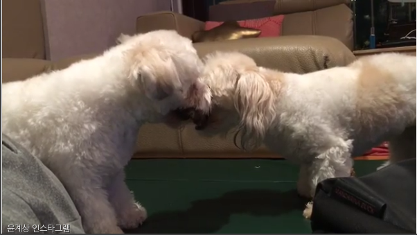 노트펫