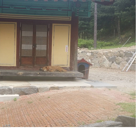 노트펫