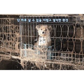 노트펫