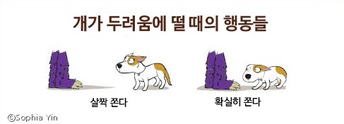 노트펫