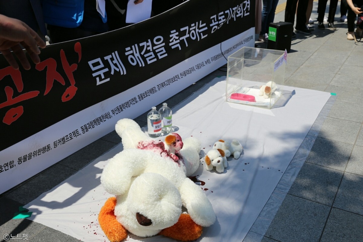 노트펫