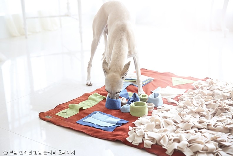 노트펫