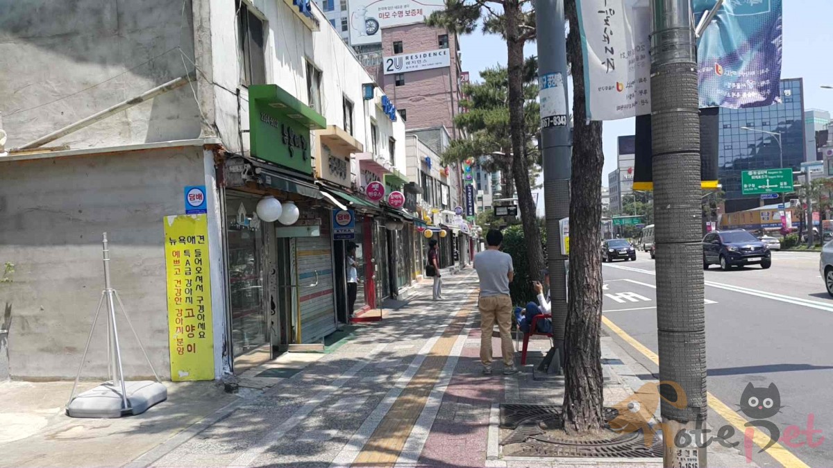 노트펫