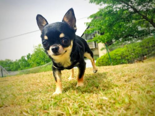노트펫
