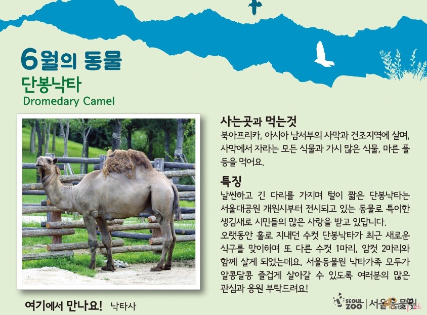노트펫