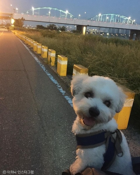 노트펫