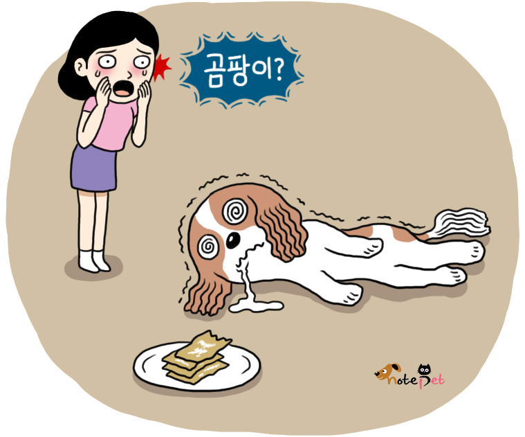 노트펫