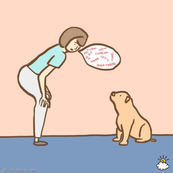 노트펫