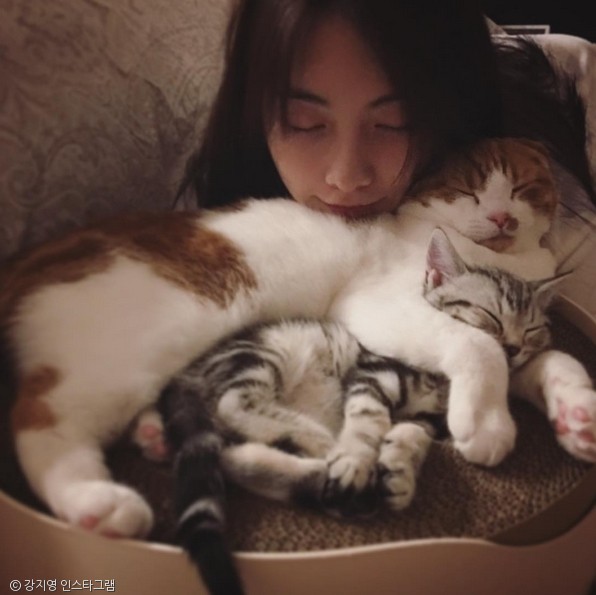 노트펫