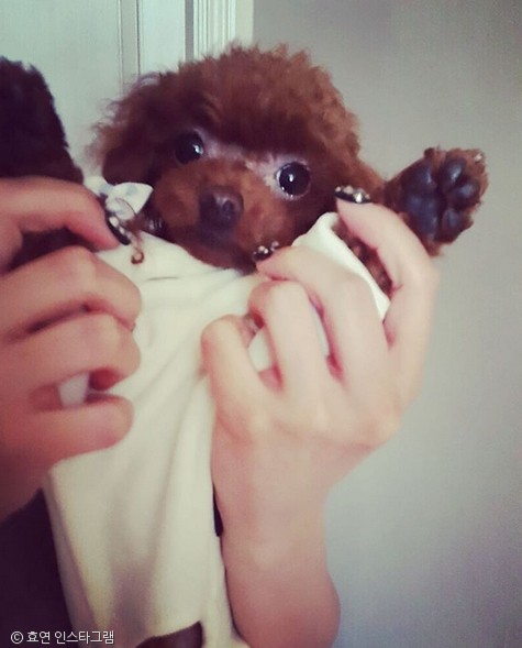 노트펫
