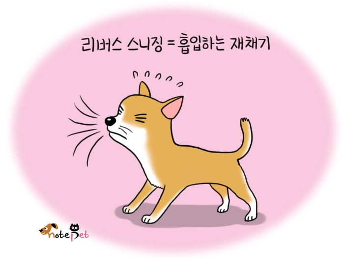 노트펫