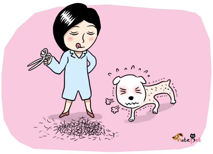 노트펫