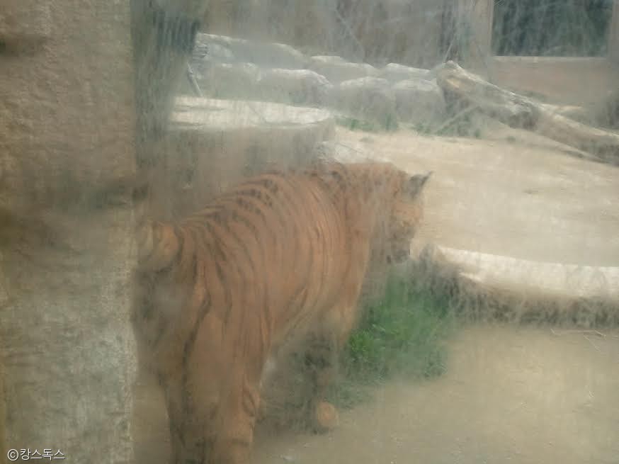 노트펫