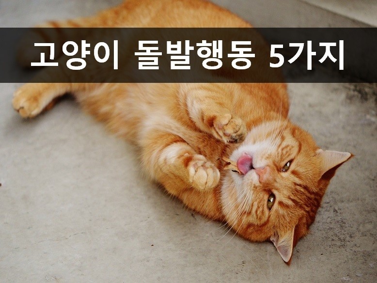 노트펫