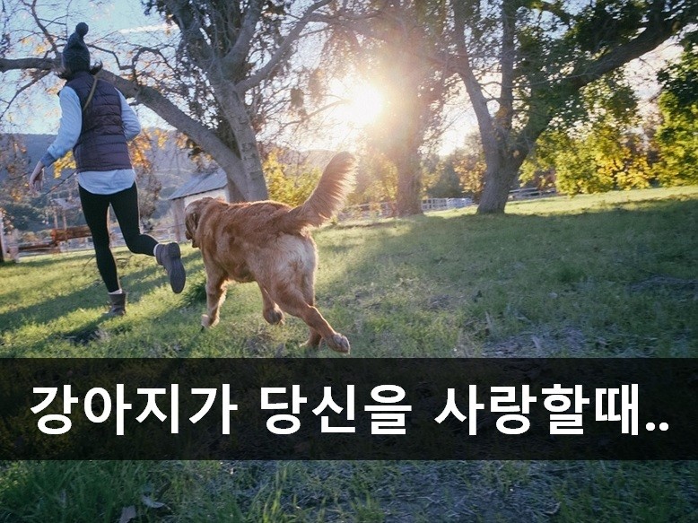 노트펫