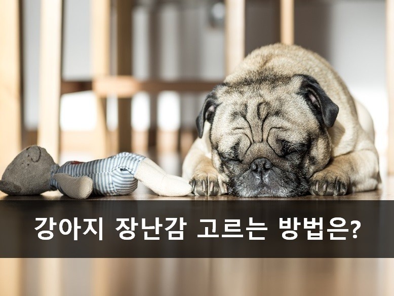 노트펫