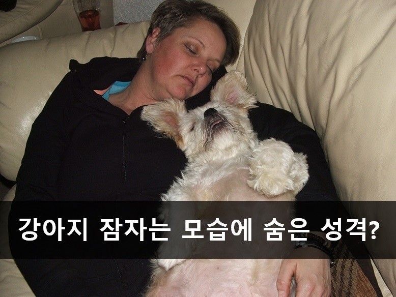 노트펫