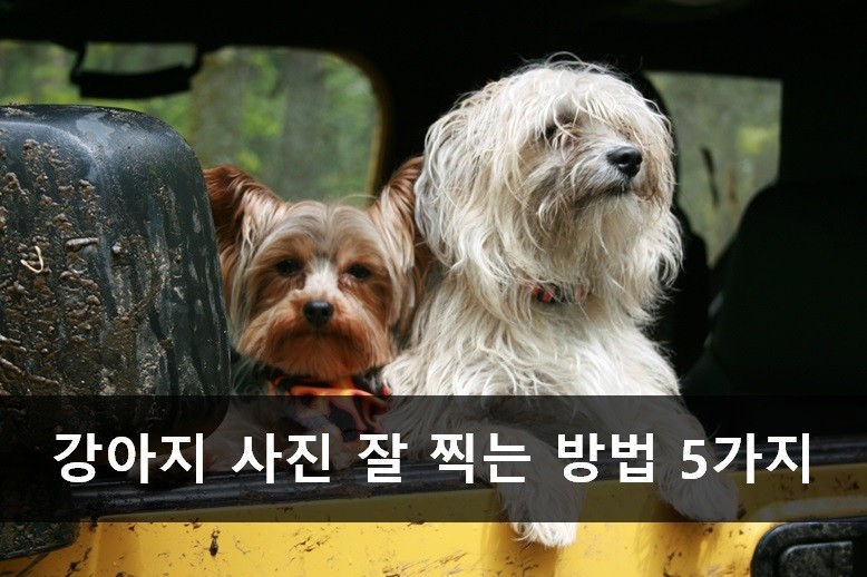 노트펫