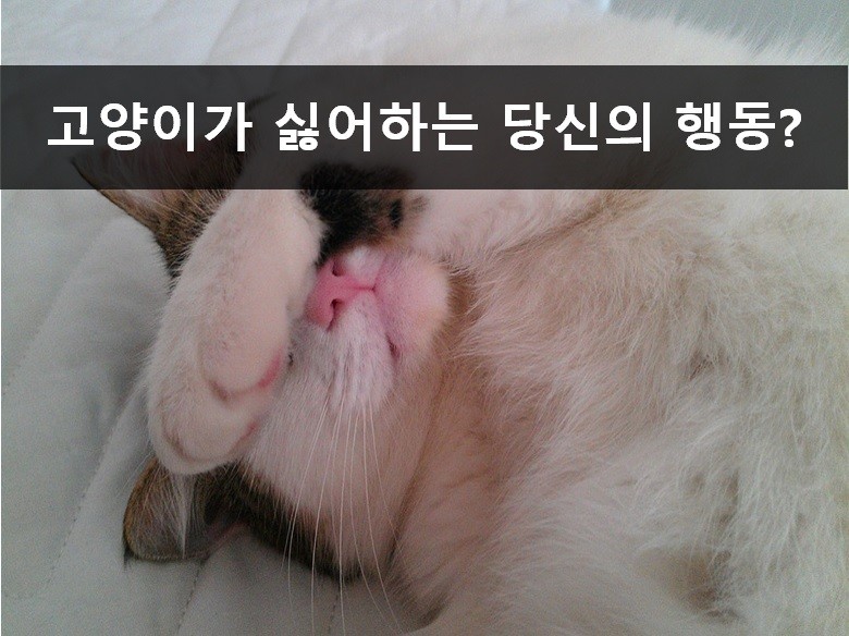 노트펫