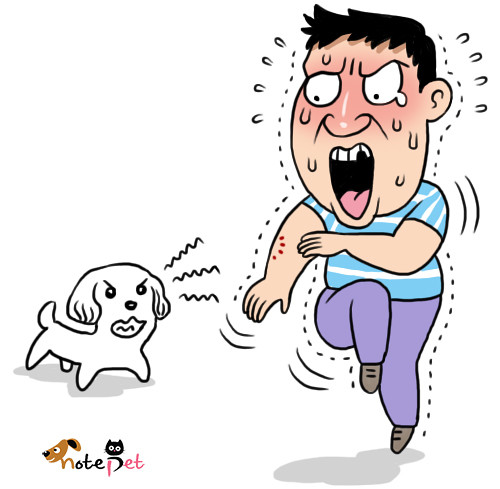 노트펫