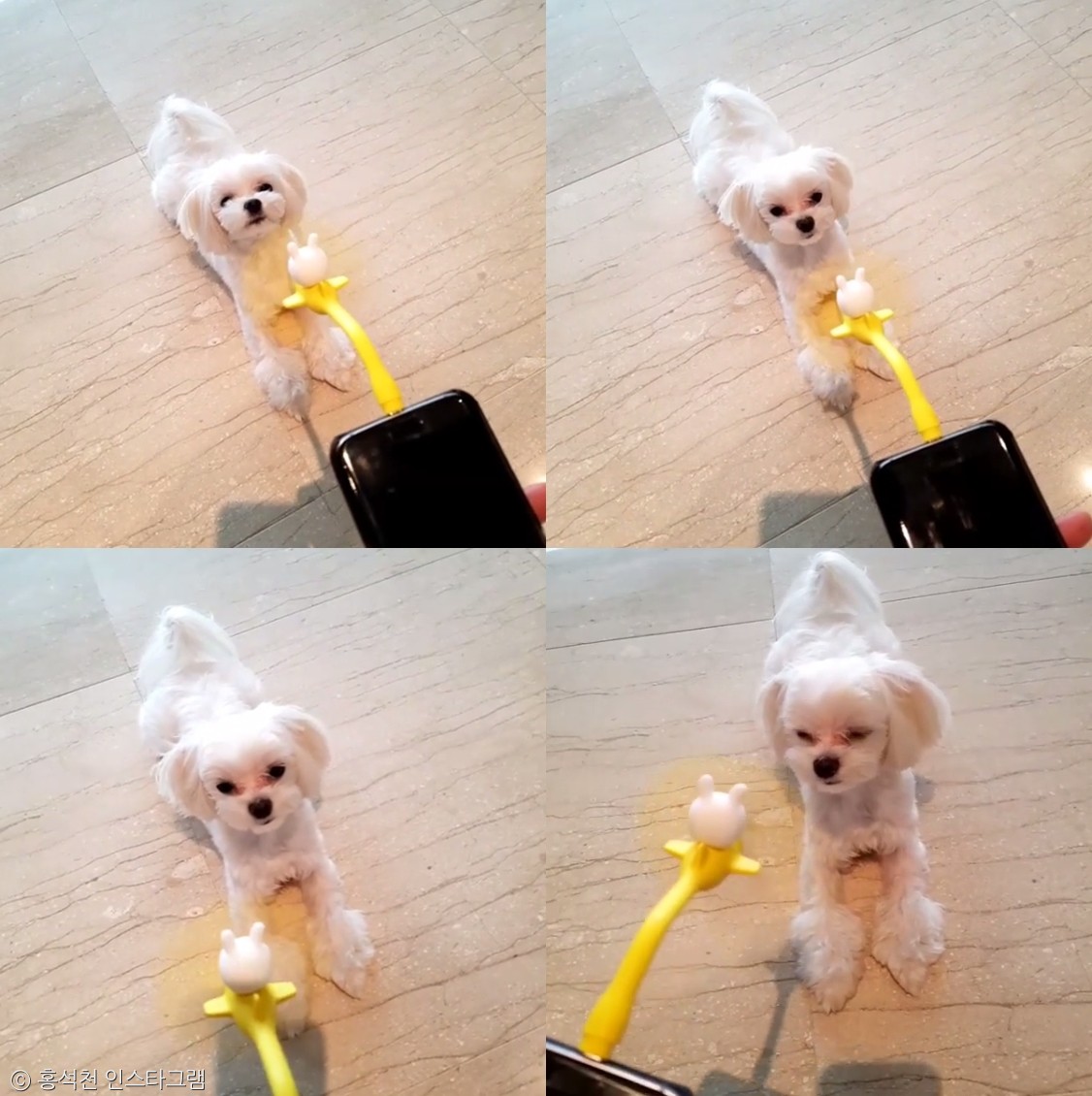 노트펫