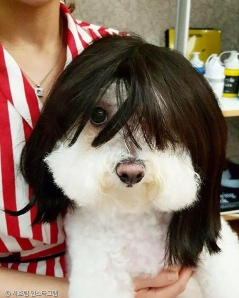 노트펫